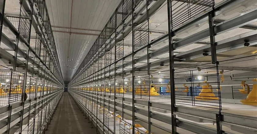 Jaula automática tipo H para gallinas ponedoras