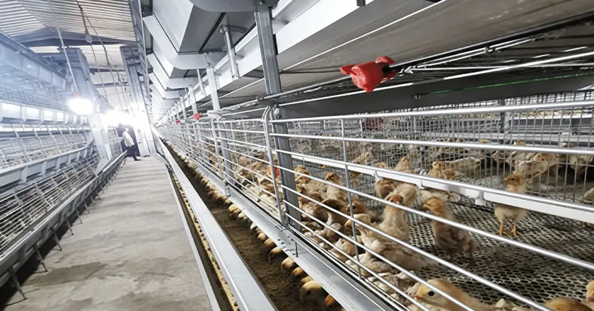 H-Type Automatic Broiler Battery Cage System