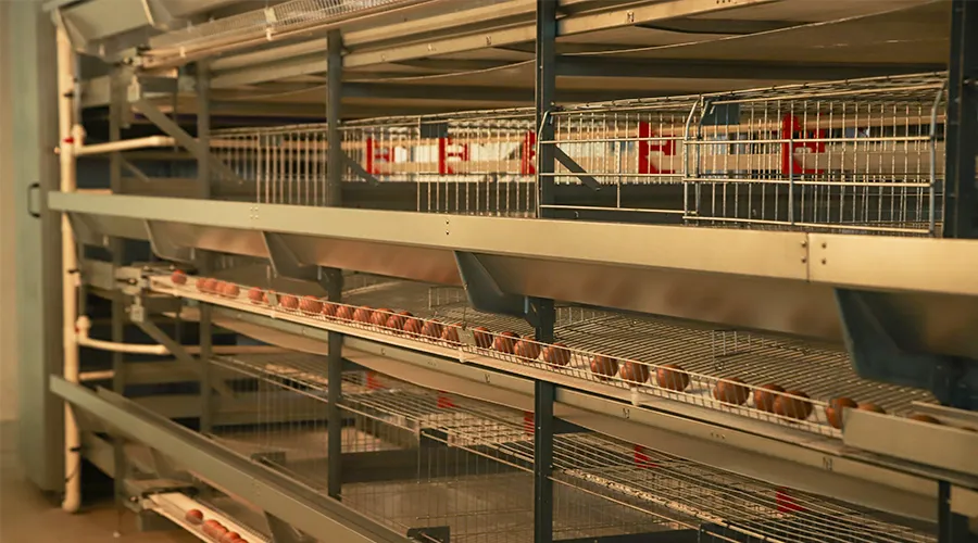 H type layer chicken cage