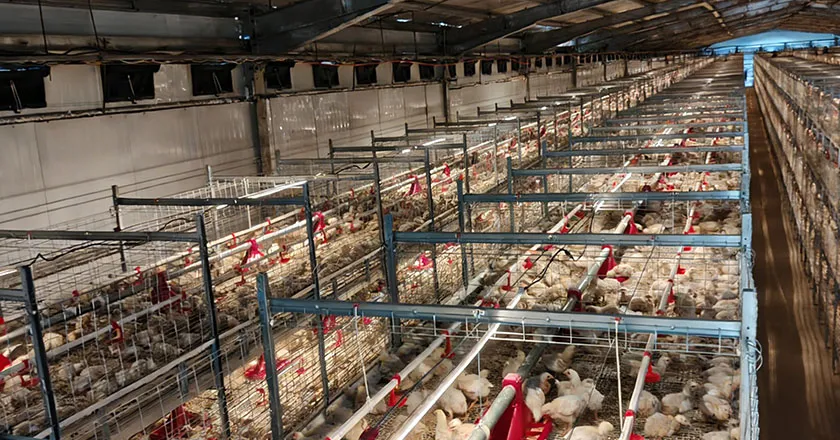 H-Type Automatic Broiler Battery Cage System