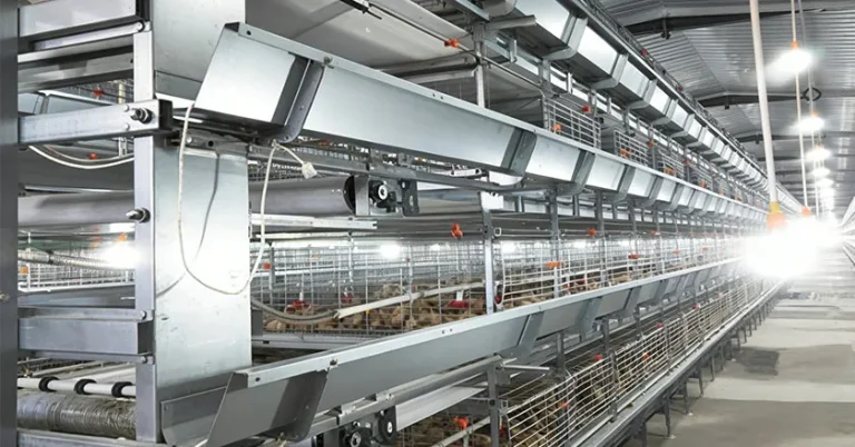 What Is a Battery Cage System in Poultry Management? A Practical Guide to Cage Systems, Layer Performance, and Farm Design