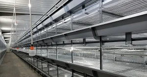 H-Type Automatic Broiler Battery Cage System