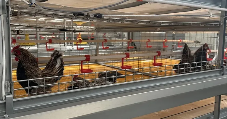 Fully Automatic H-Type Battery Cage for Broilers: Full Specs