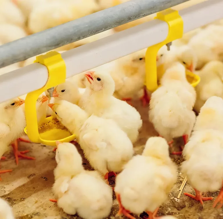 Complete Equipment Guide for Chicken Farming (Layers & Broilers)