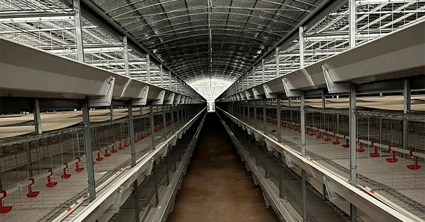 H-Type Automatic Layer Battery Cage