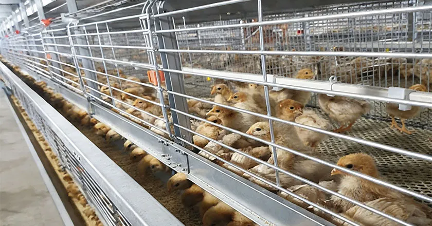 H-Type Automatic Broiler Battery Cage System