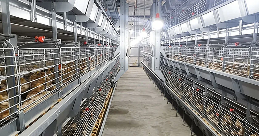 H-Type Automatic Broiler Battery Cage System