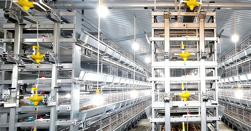 H-Type Automatic Broiler Battery Cage System