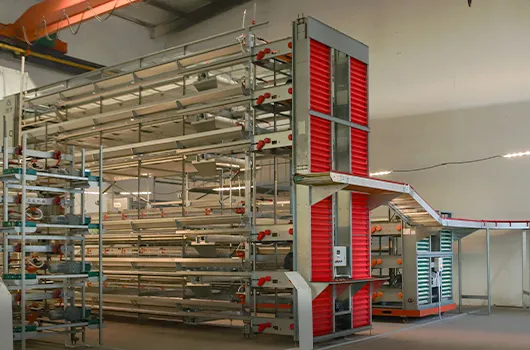 Automated Egg Production Equipment