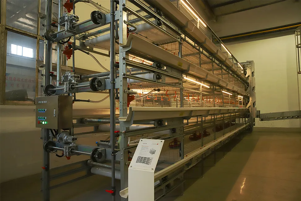 Broiler Cage Equipment for Modern Poultry Farms