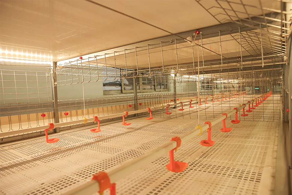 Broiler Cage Equipment for Modern Poultry Farms