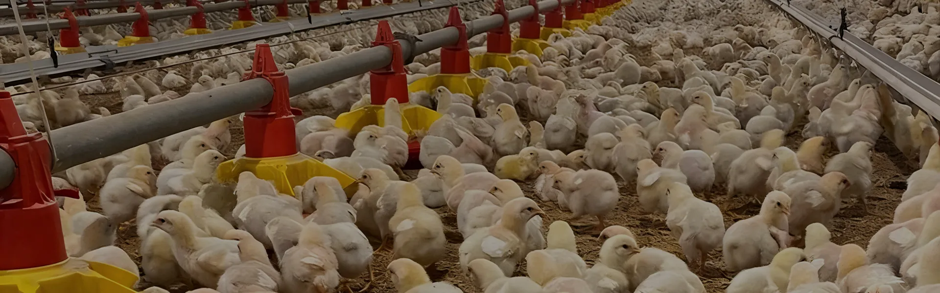 Broiler Floor Farming Equipment