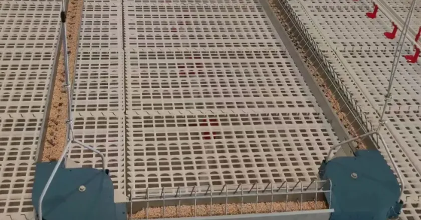 Chain-Type Automatic Feeding System