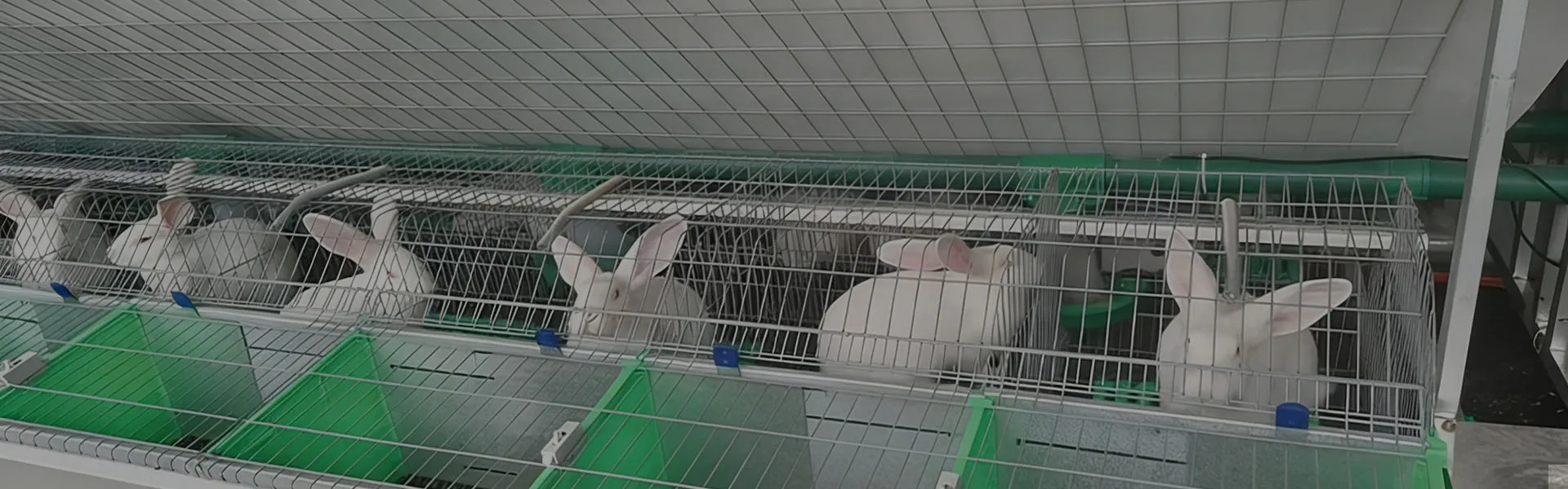 European Style Breeding Integrated 24-Cage Automatic Rabbit Feeding System