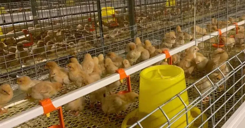 Fully Automatic Layer Brooder Cages