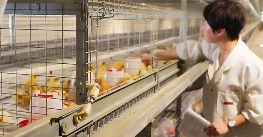 Fully Automatic Layer Brooder Cages