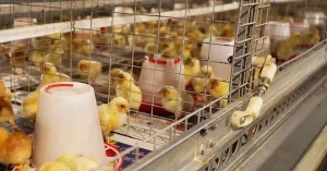 Fully Automatic Layer Brooder Cages