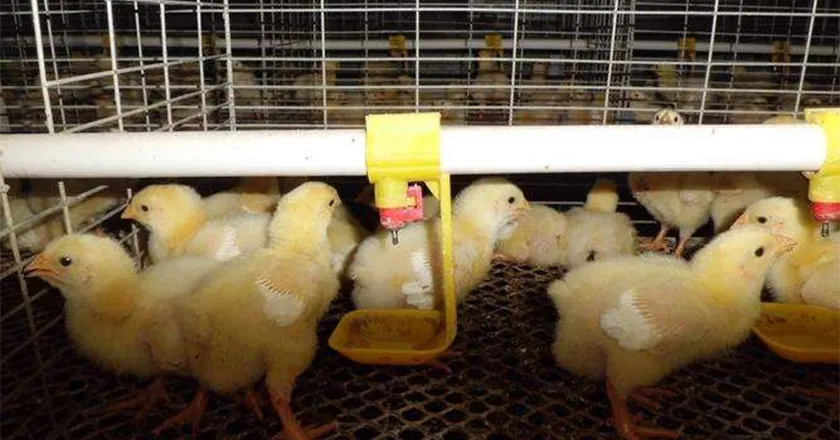 Fully Automatic Layer Brooder Cages