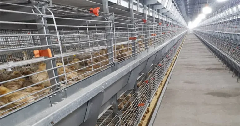 Fully Automatic Layer Brooder Cages