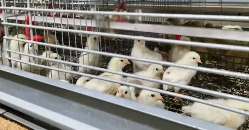 Fully Automatic Layer Brooder Cages