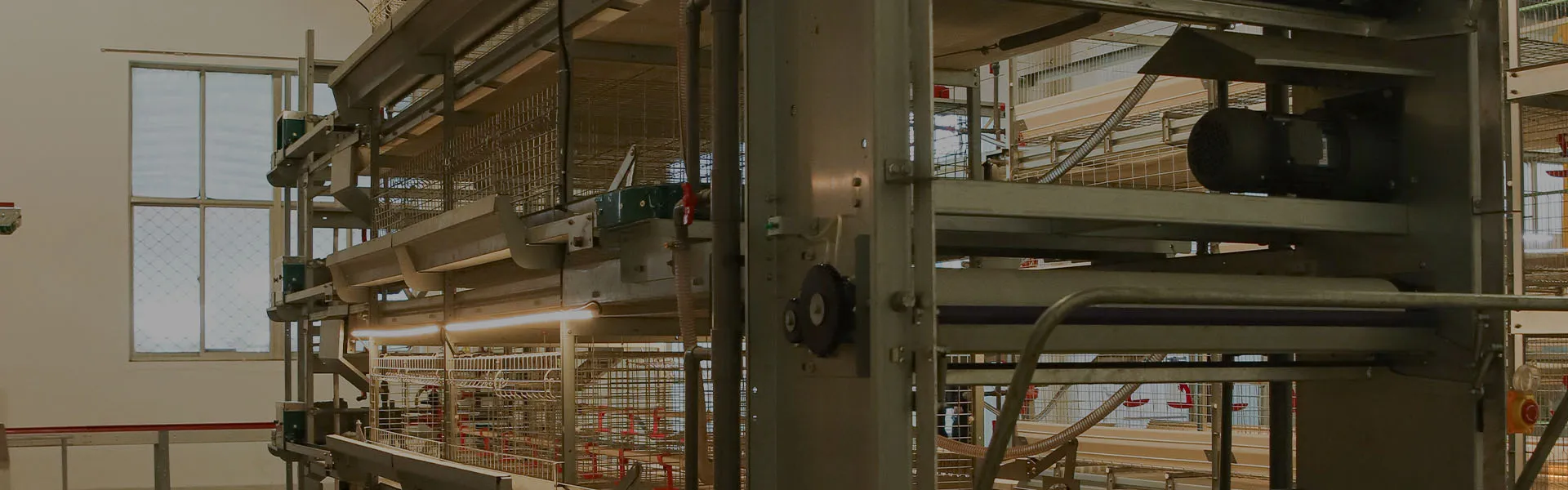 Fully Automatic Layer Brooder Cages