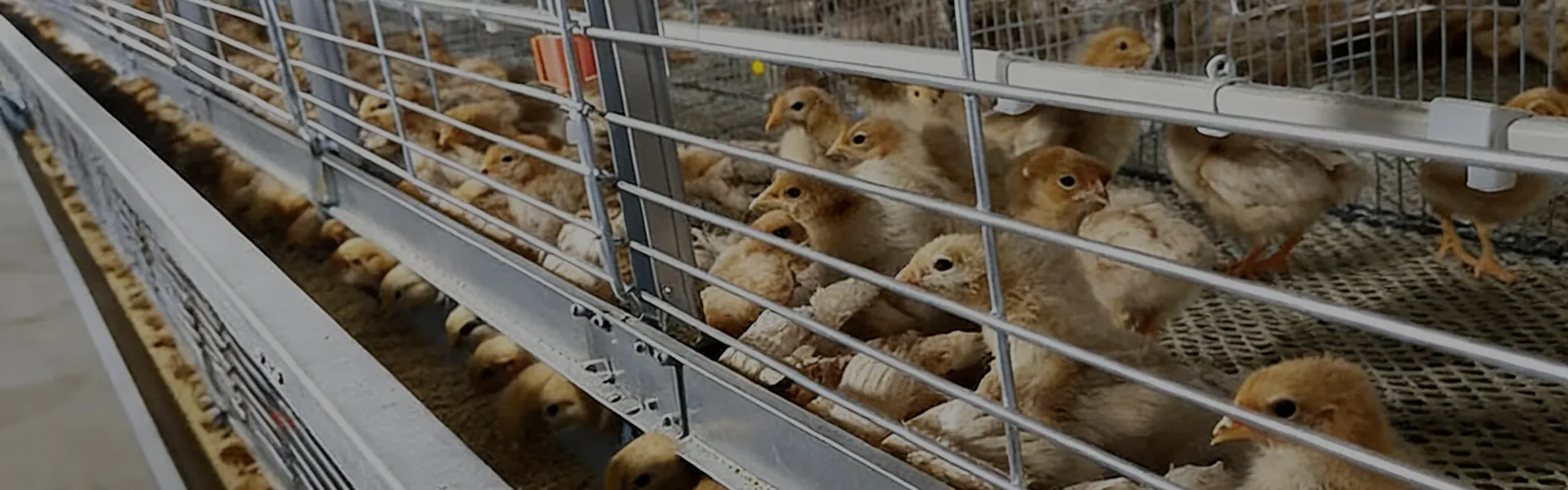 H-Type Automatic Broiler Battery Cage System