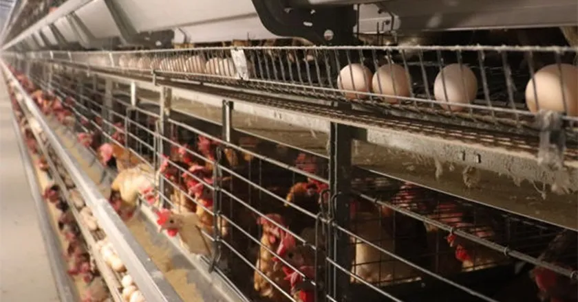 H-Type Automatic Layer Battery Cage