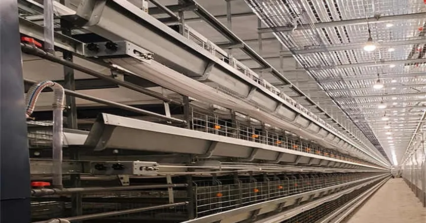 H-Type Automatic Layer Battery Cage