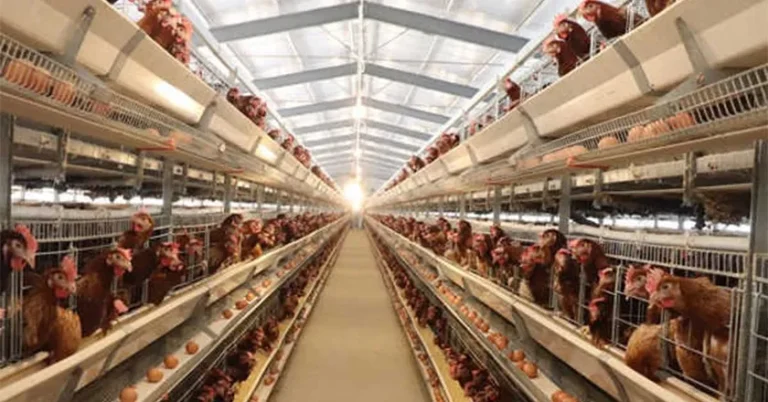 H-Type Automatic Layer Battery Cage
