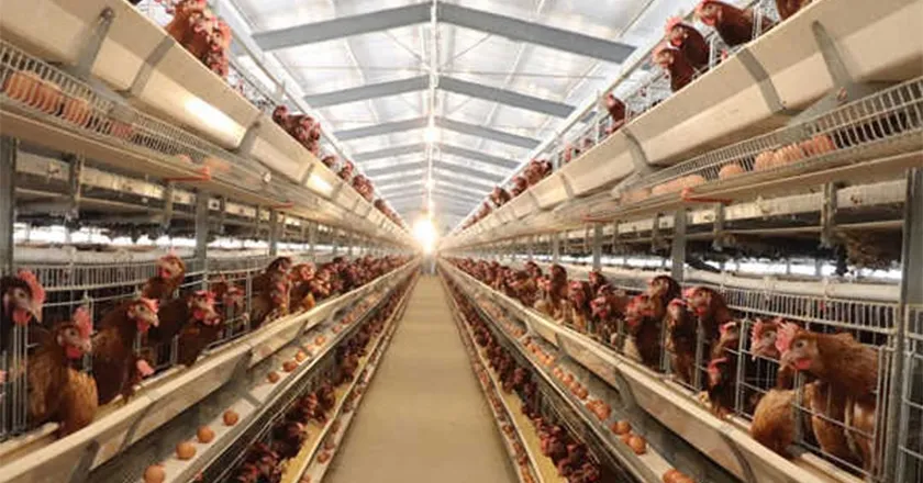 H-Type Automatic Layer Battery Cage