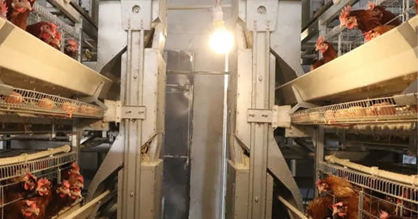 H-Type Automatic Layer Battery Cage