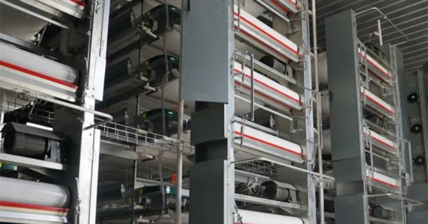 H-Type Automatic Layer Battery Cage