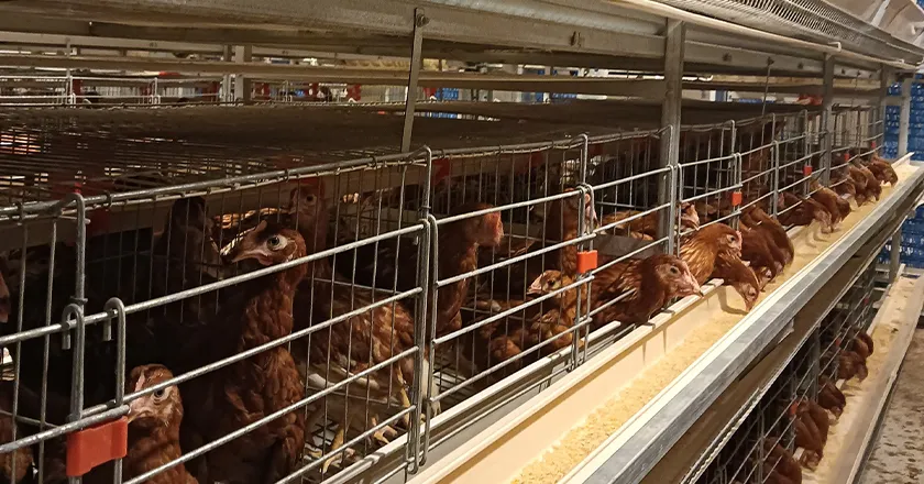 H-Type Automatic Layer Battery Cage