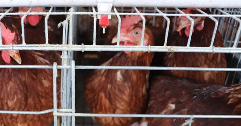 H-Type Automatic Layer Battery Cage