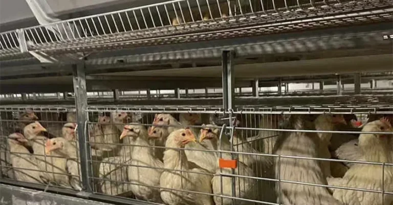How Long Does a Battery Chicken Live? A Practical Guide to Ex-Battery Hen Lifespan, Rescue, and Care