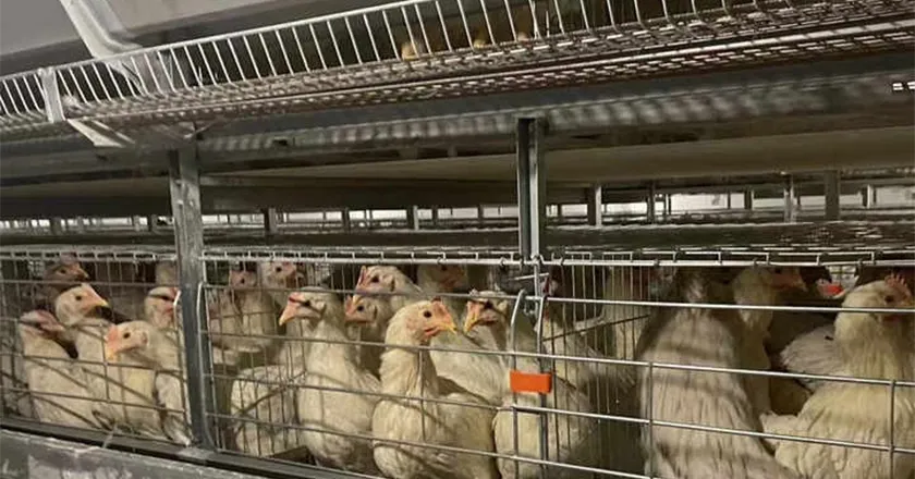 H-Type Automatic Layer Battery Cage