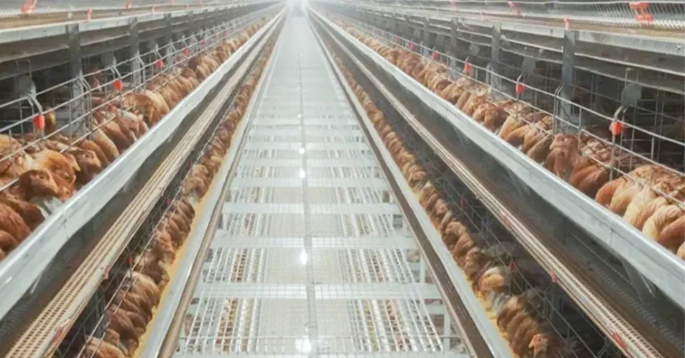 Automatic H-Type Broiler Battery Cage: The Fully Automatic Cage System for Modern Poultry Farms