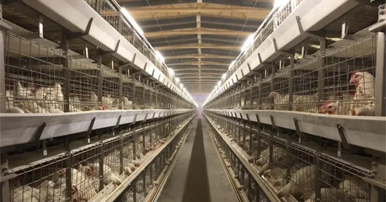 Sourcing Poultry Equipment Manufacturers in China: Buyer Guide