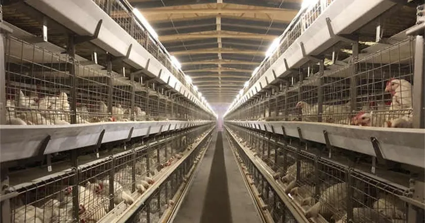 H-Type Automatic Layer Battery Cage