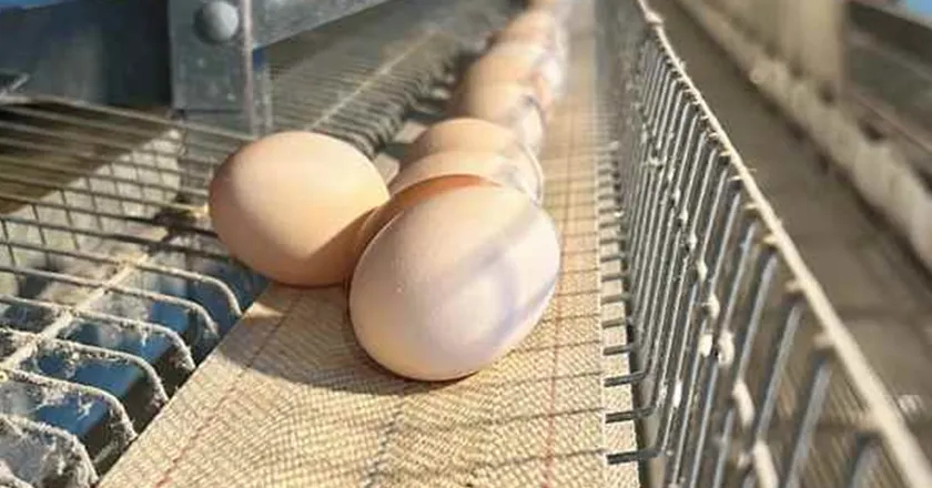 H-Type Automatic Layer Battery Cage