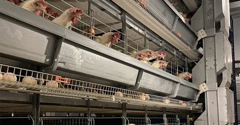 H-Type Automatic Layer Battery Cage