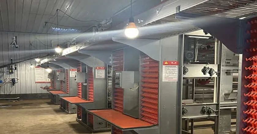 H-Type Automatic Layer Battery Cage