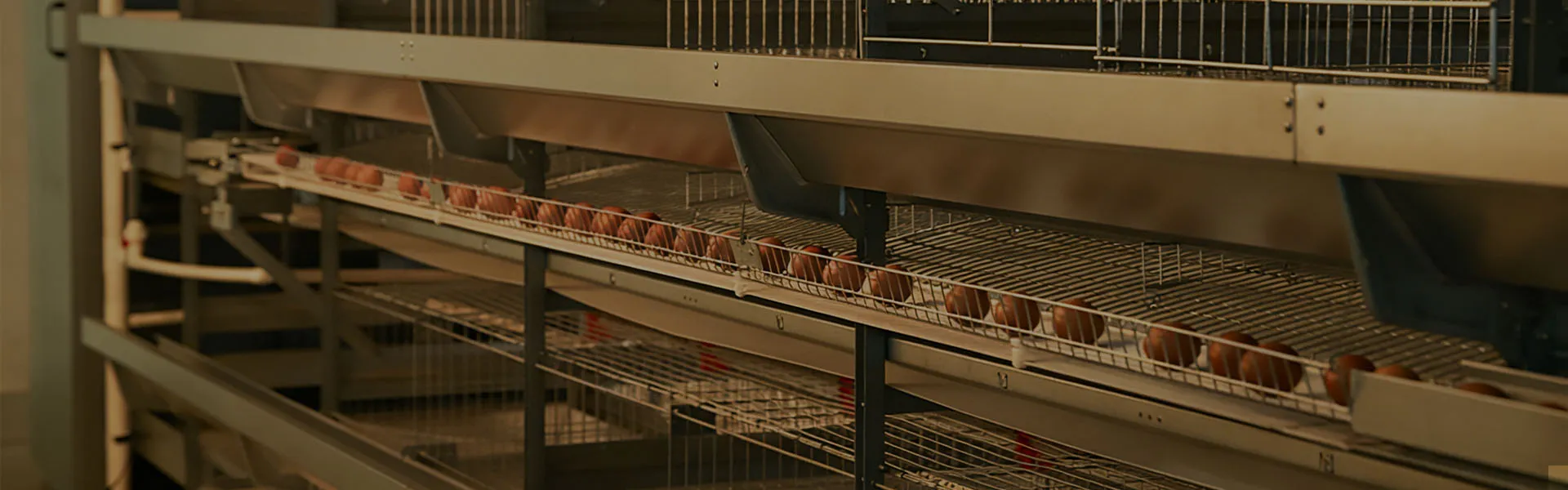 H-Type Automatic Layer Battery Cage