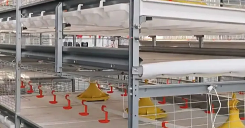 H-Type Semi-Automatic Broiler Cage with Pull-Out Harvesting System