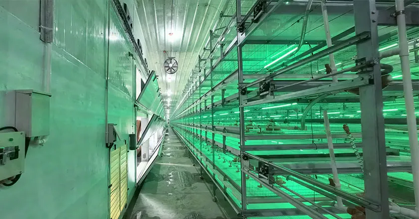 H-Type Semi-Automatic Broiler Cage with Pull-Out Harvesting System