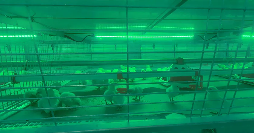H-Type Semi-Automatic Broiler Cage with Pull-Out Harvesting System