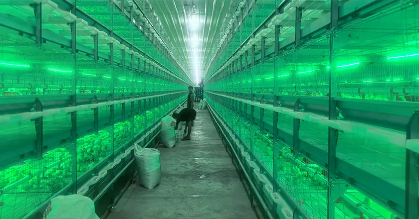 H-Type Semi-Automatic Broiler Cage with Pull-Out Harvesting System