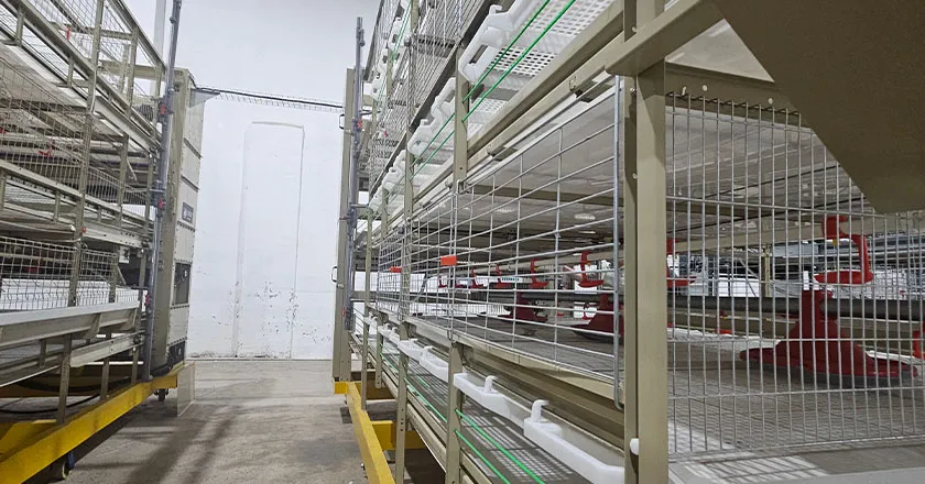 H-Type Semi-Automatic Broiler Cage with Pull-Out Harvesting System