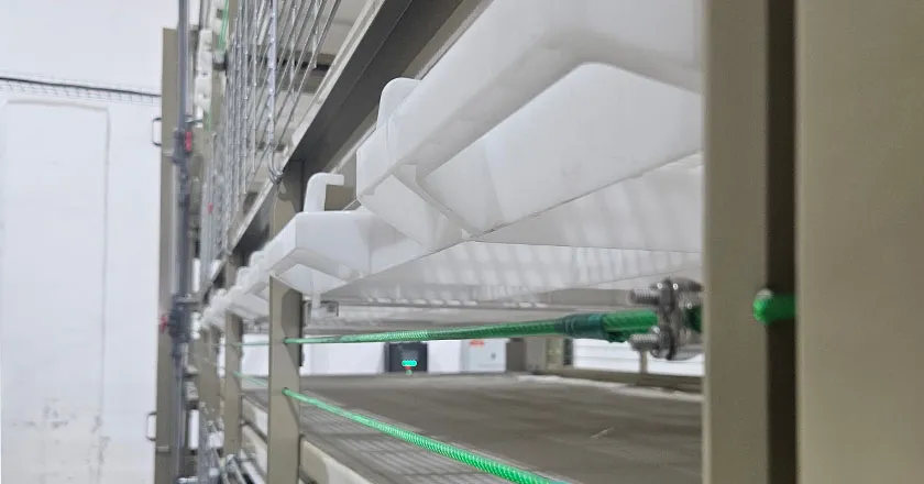 H-Type Semi-Automatic Broiler Cage with Pull-Out Harvesting System