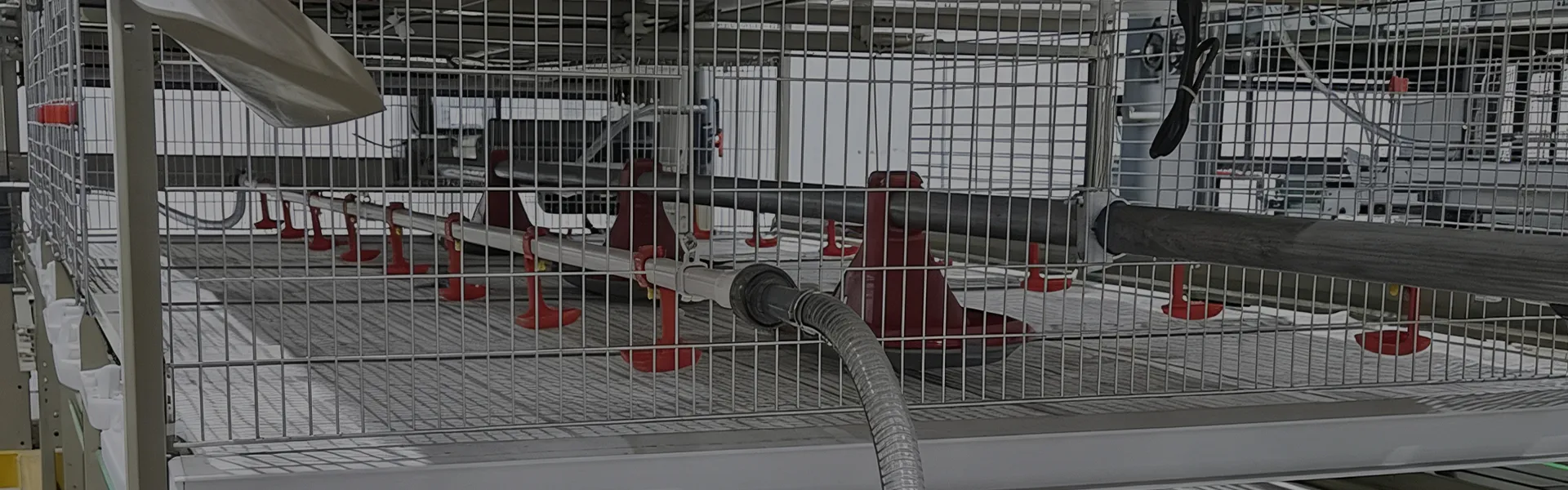 H-Type Semi-Automatic Broiler Cage with Pull-Out Harvesting System